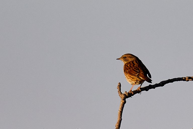 Prunella modularis - Acentor común