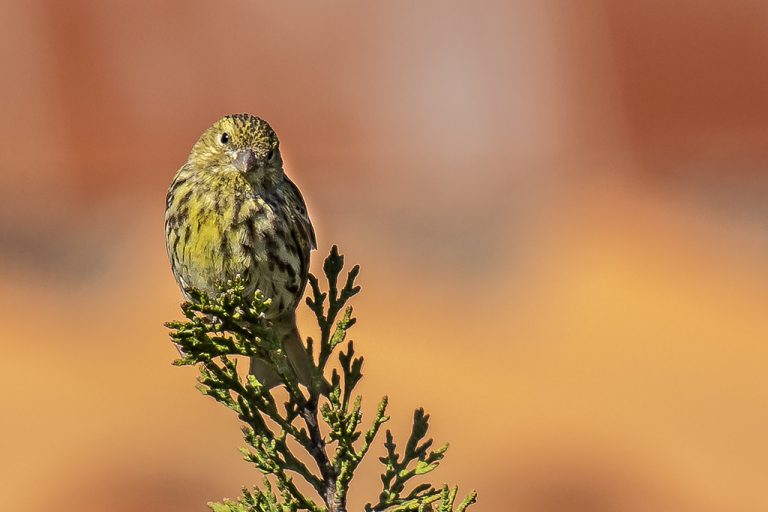 Serinus serinus - Serín verdecillo