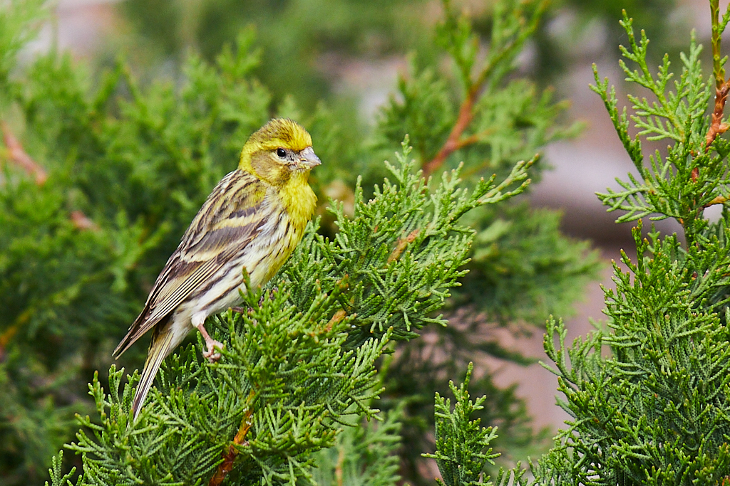 Serinus serinus - Serín verdecillo