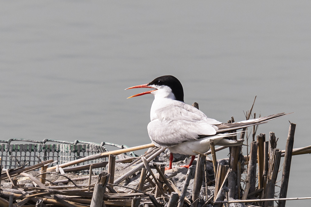 Sterna hirundo - Charrán común