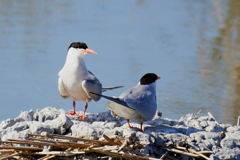 Sterna hirundo - Charrán común