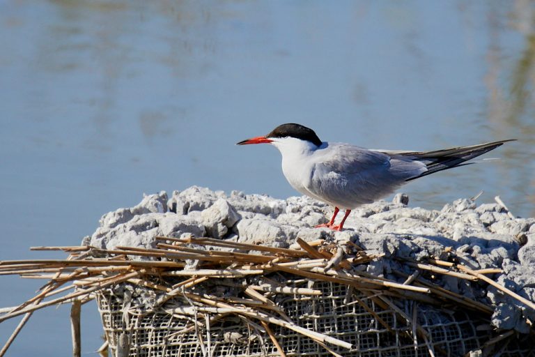 Sterna hirundo - Charrán común