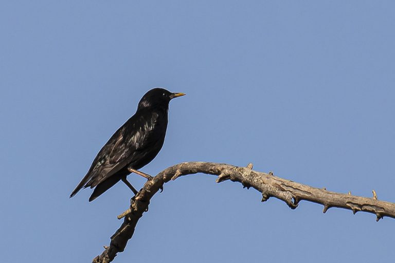 Sturnus unicolor - Estornino negro