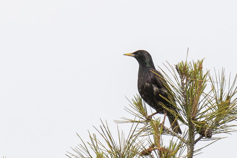 Sturnus vulgaris - Estornino pinto