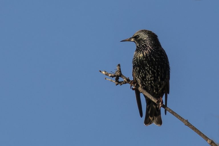 Sturnus vulgaris - Estornino pinto