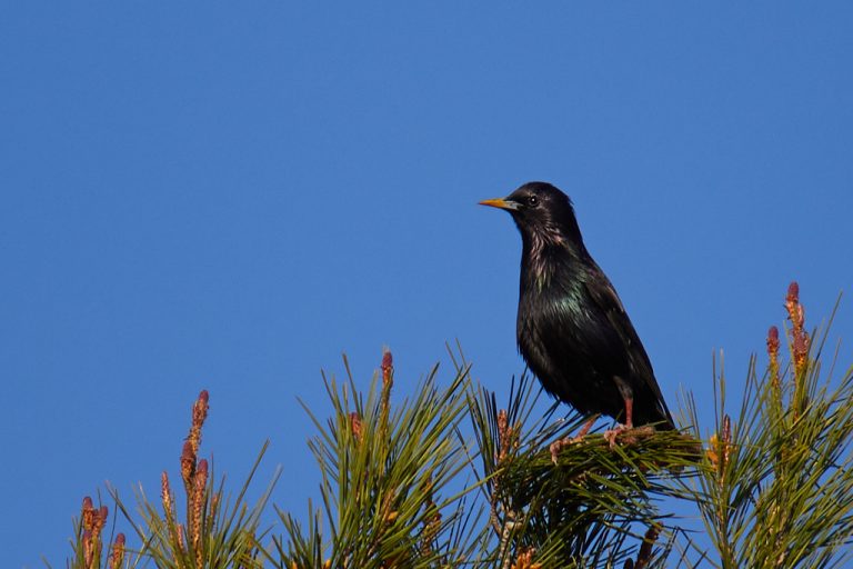 Sturnus vulgaris - Estornino pinto