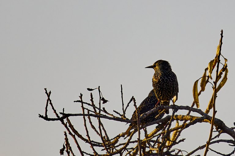 Sturnus vulgaris - Estornino pinto