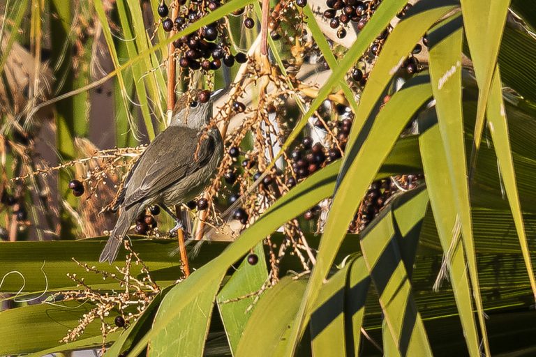 Sylvia atricapilla - Curruca capirotada