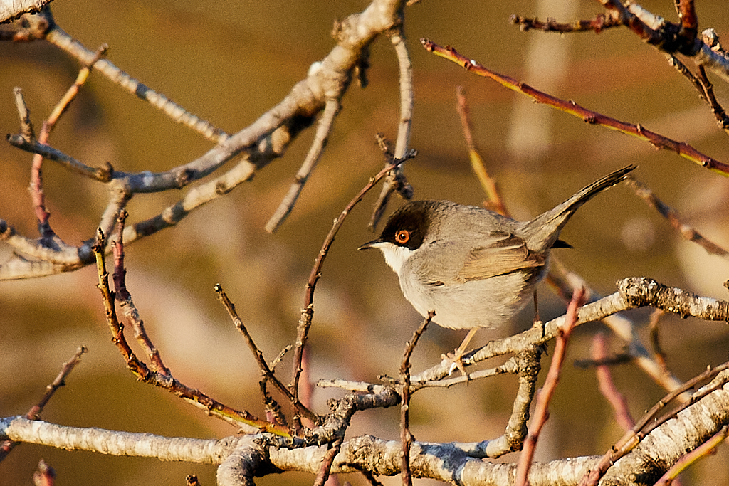 Sylvia melanocephala - Curruca cabecinegra