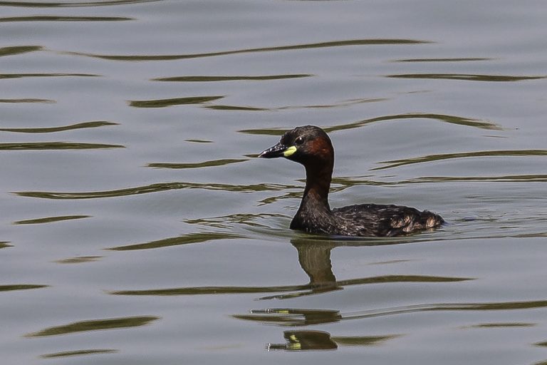 Tachybaptus ruficollis - Zampullín común