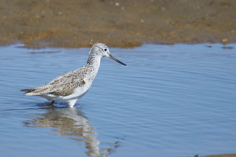 Tringa nebularia - Archibebe claro