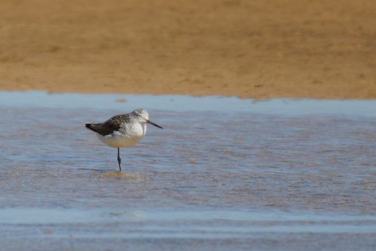 Tringa nebularia - Archibebe claro