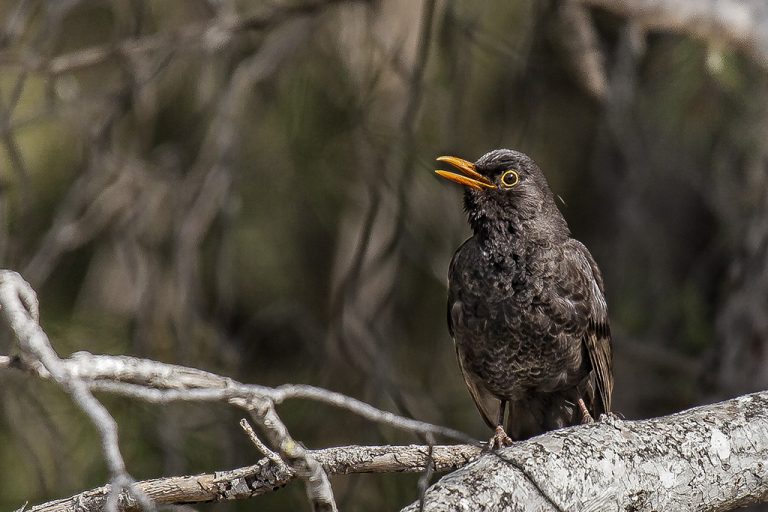 Turdus merula - Mirlo común