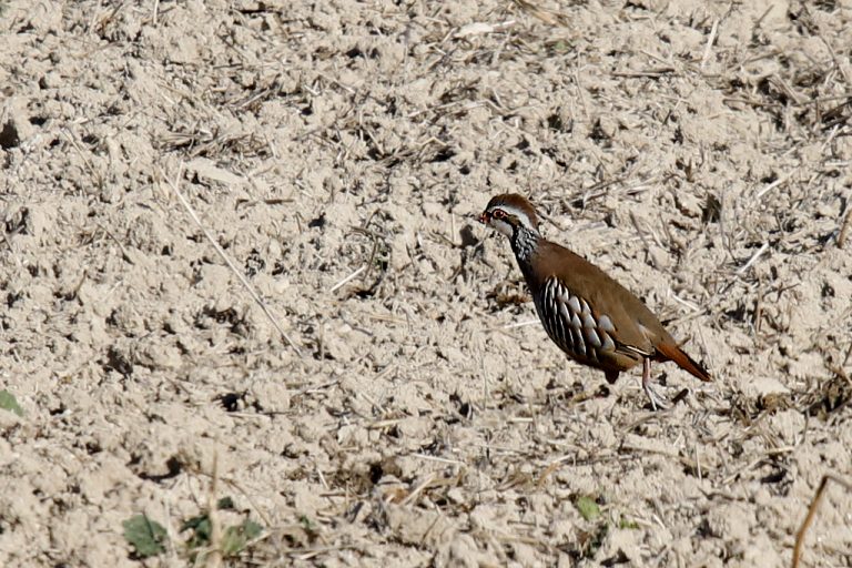 Galliformes