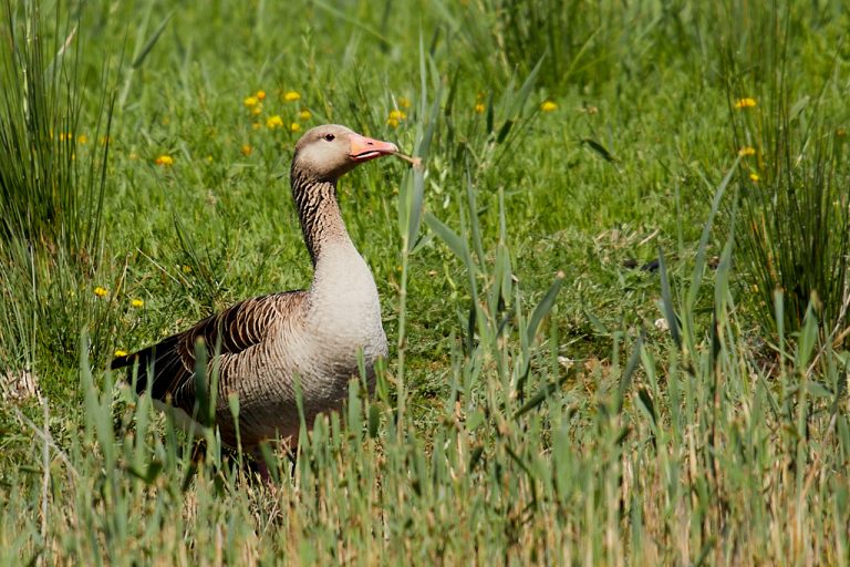 Anseriformes