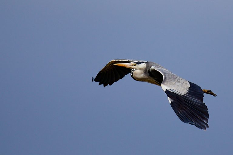 Ardea cinerea - Garza real