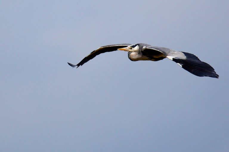 Ardea cinerea - Garza real