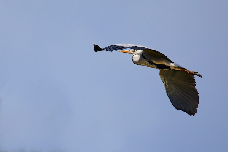 Ardea cinerea - Garza real