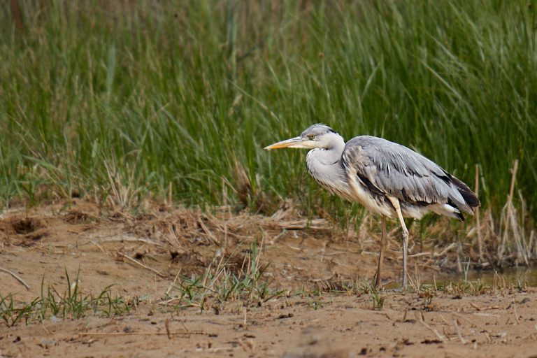 Ardea cinerea - Garza real