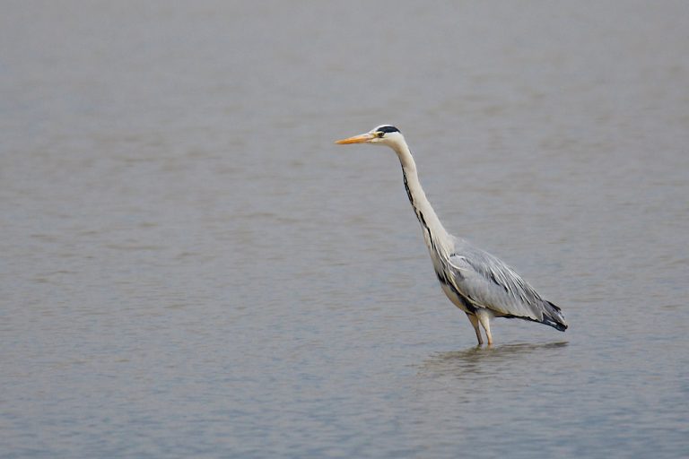 Ardea cinerea - Garza real