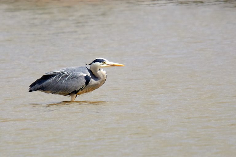 Ardea cinerea - Garza real