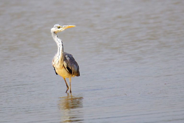 Ardea cinerea - Garza real