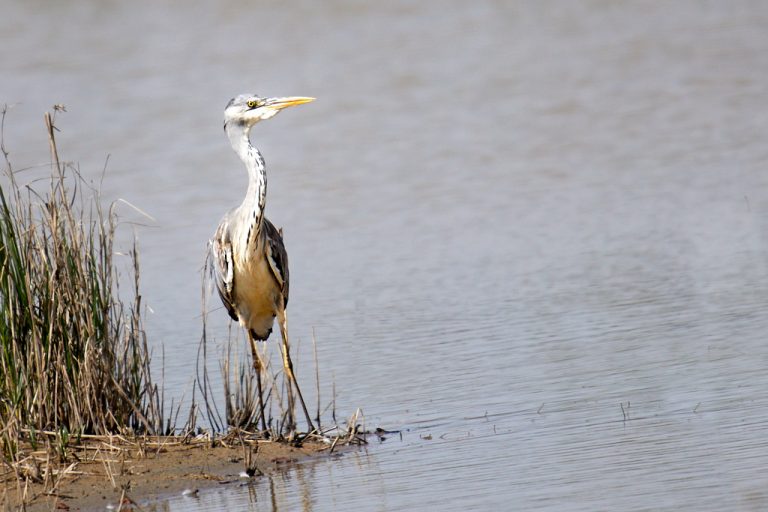 Ardea cinerea - Garza real