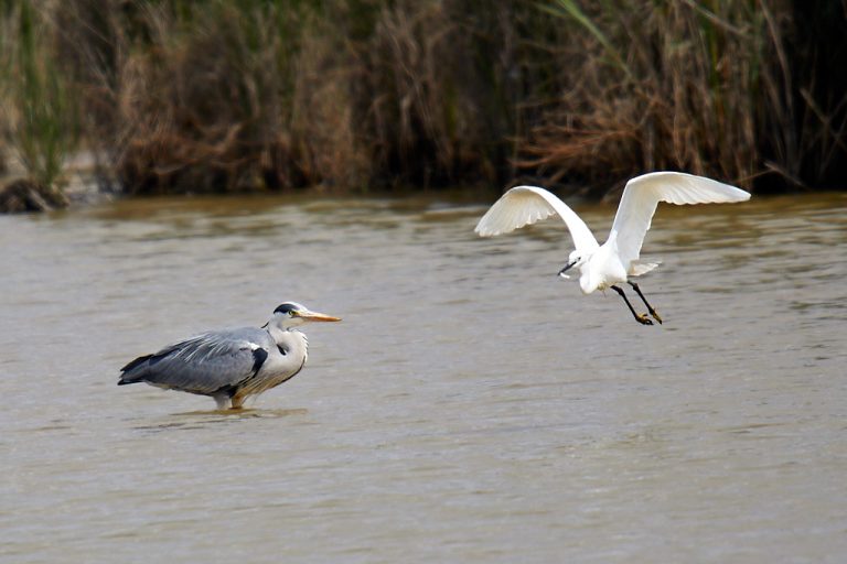 Ardea cinerea - Garza real