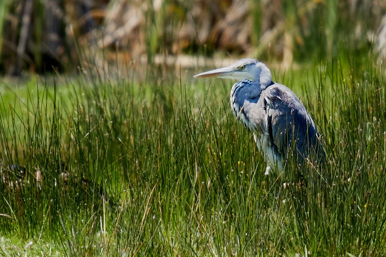 Ardea cinerea - Garza real