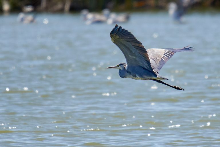 Ardea cinerea - Garza real