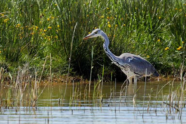 Ardea cinerea - Garza real