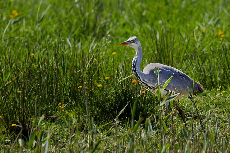 Ardea cinerea - Garza real