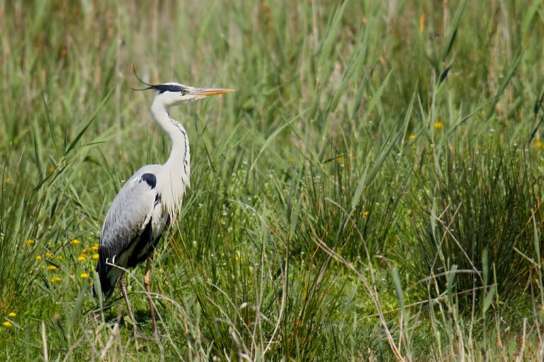 Ardea cinerea - Garza real