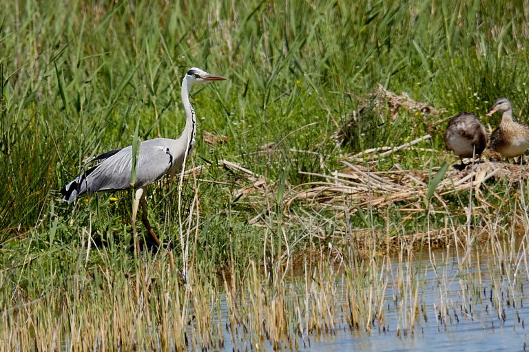 Ardea cinerea - Garza real