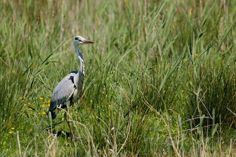 Ardea cinerea - Garza real