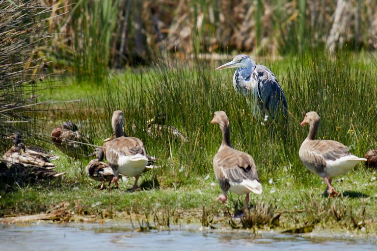 Ardea cinerea - Garza real