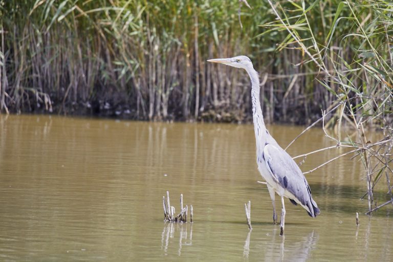 Ardea cinerea - Garza real