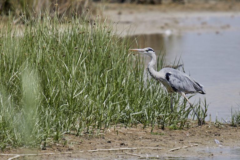 Ardea cinerea - Garza real