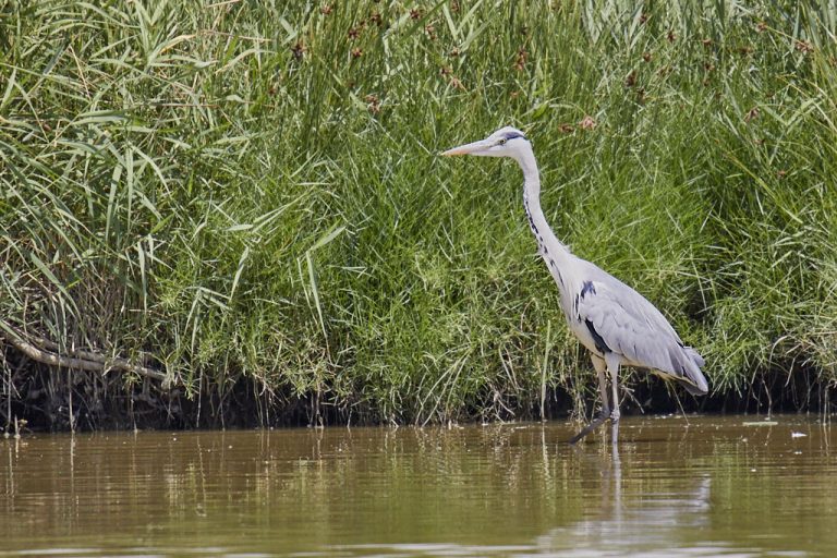 Ardea cinerea - Garza real