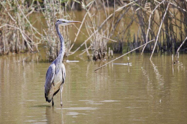 Ardea cinerea - Garza real