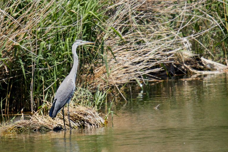 Ardea cinerea - Garza real