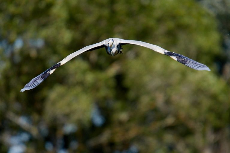 Ardea cinerea - Garza real