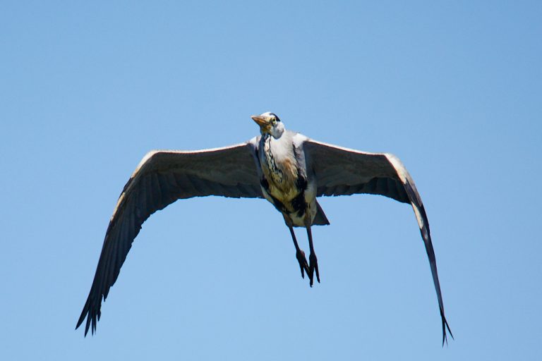 Ardea cinerea - Garza real