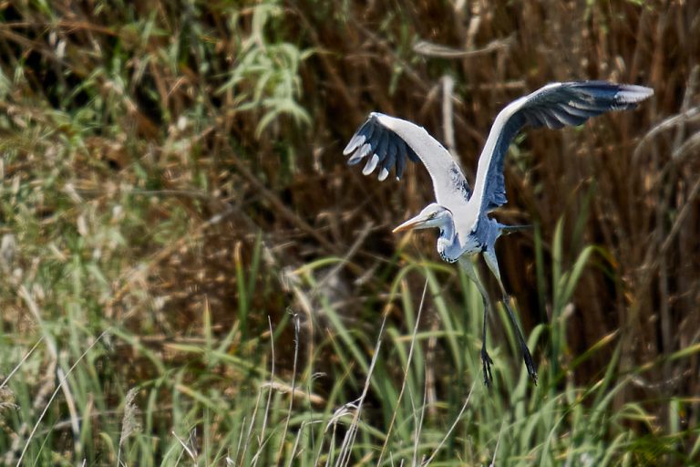 Ardea cinerea - Garza real