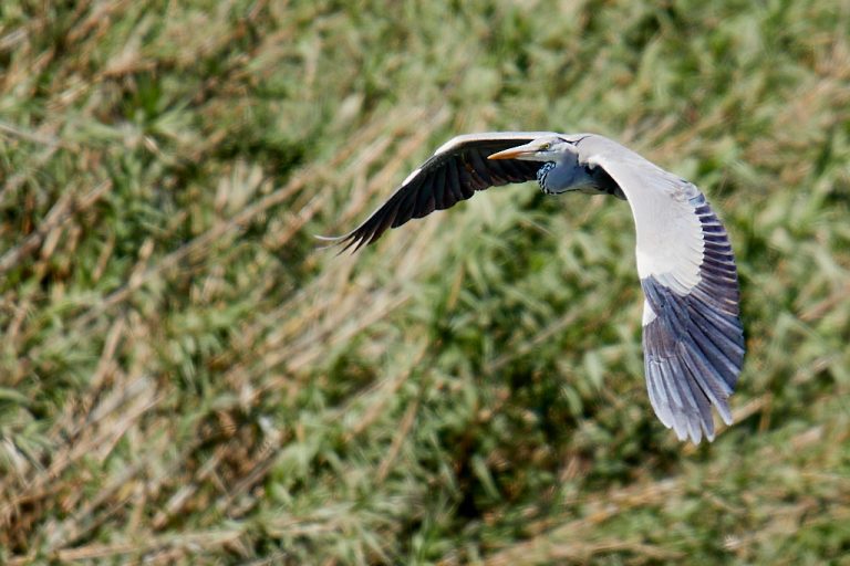 Ardea cinerea - Garza real