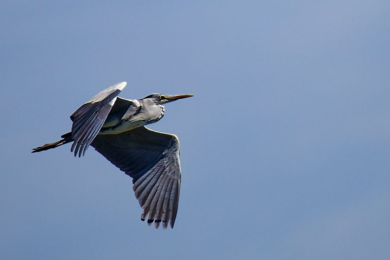 Ardea cinerea - Garza real