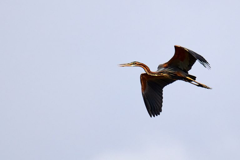 Ardea purpurea - Garza imperial