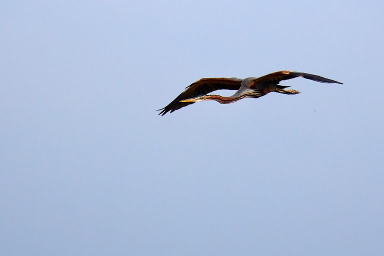 Ardea purpurea - Garza imperial