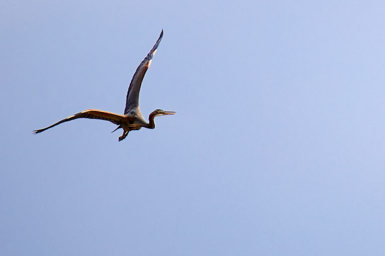 Ardea purpurea - Garza imperial