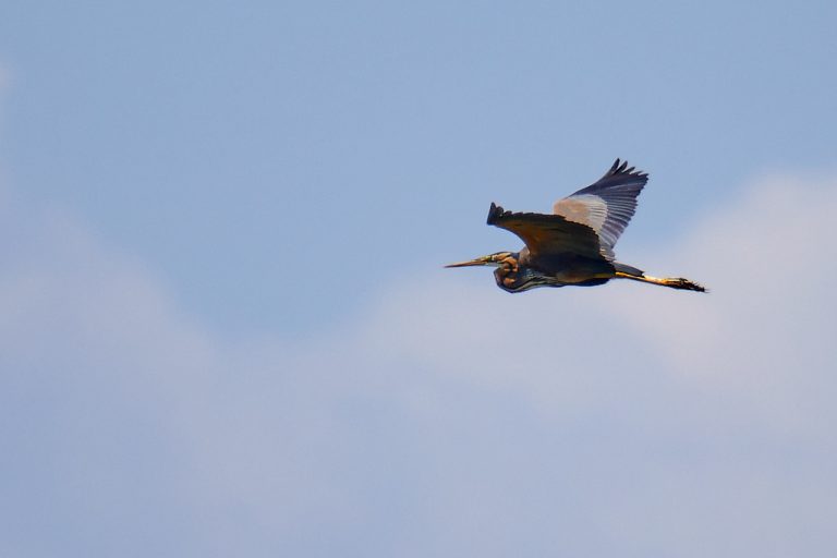 Ardea purpurea - Garza imperial